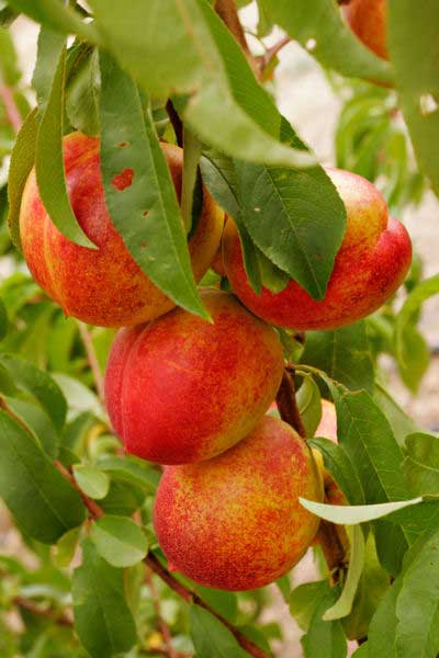 Nectarine.jpg.