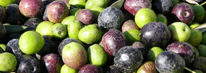 Konservolia Atalantis Κονσερβολιά Αταλάντης (Atalantis olive).jpg.