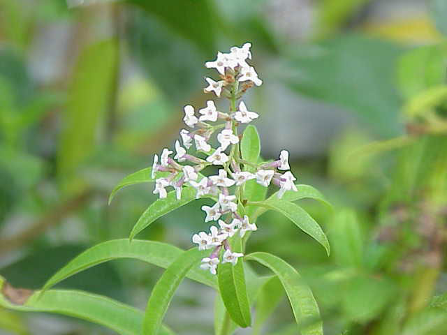 Lemon verbena.jpg.