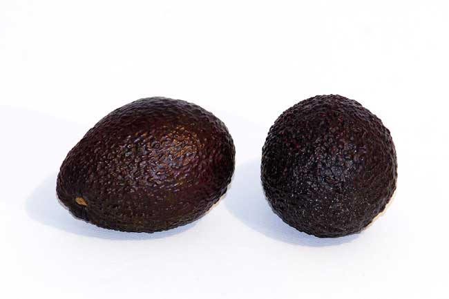 Avocados.jpg.