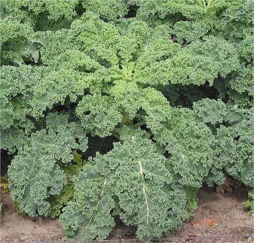Curly kale.jpg.