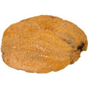Ostrica di montagna cheese.jpg. Ostrica di montagna cheese.jpg.