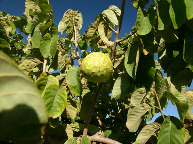 Cherimoya.jpg.