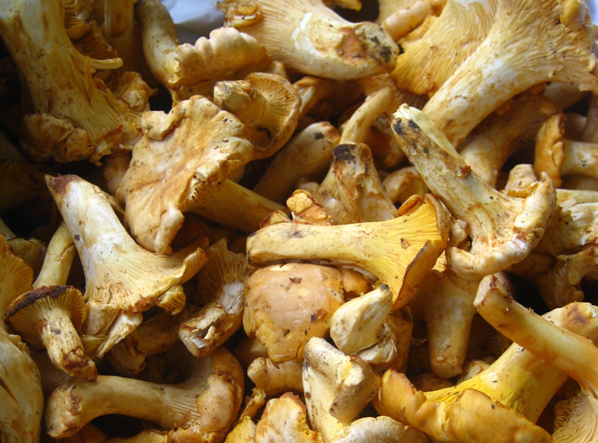 Girole mushrooms.jpg.