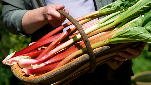 Yorkshire forced rhubarb.jpg. Yorkshire forced rhubarb.jpg.