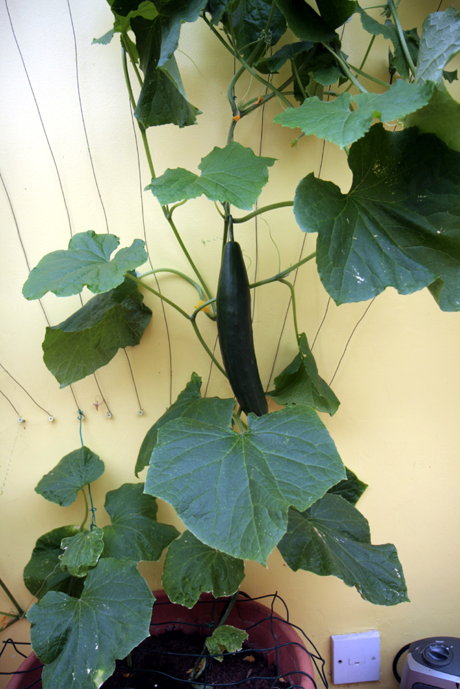 Cucumbers in a conservatory.jpg. Cucumbers in a conservatory.jpg.