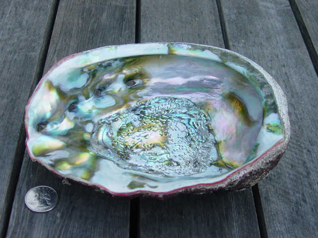 Abalone shell.jpg.