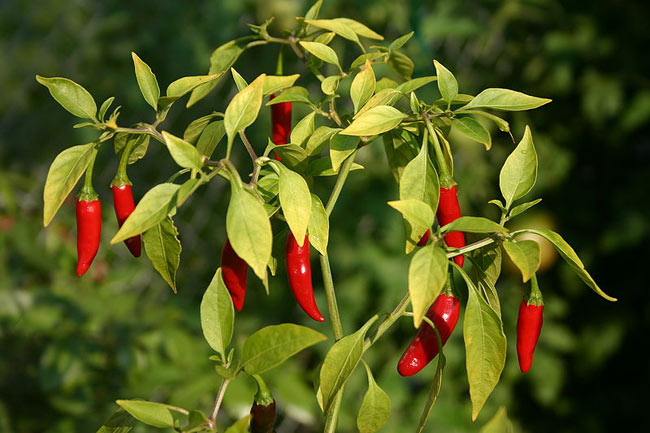 Birdseye chillies.jpg.