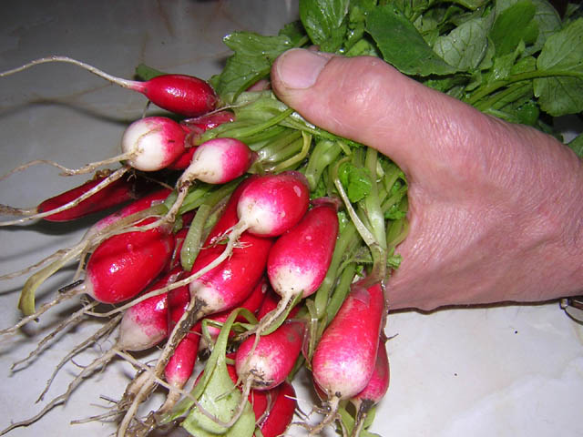 Red Radishes.jpg.