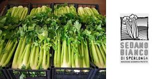 Sedano Bianco di Sperlonga (Sperlonga celery).jpg.