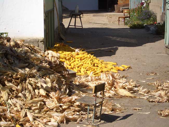 Corn Husks.jpg. Corn Husks.jpg.