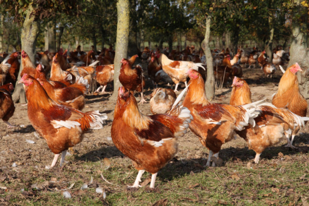 Volailles de Janzé.jpg.