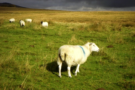 Sheep on Dartmoor.jpg.