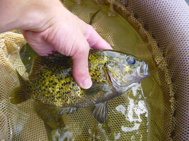 Rock bass.jpg. Rock bass.jpg.