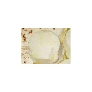 Tomino di Andrate cheese.jpg.