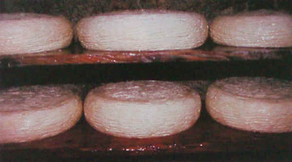 Salato morbido friulano cheese.jpg.