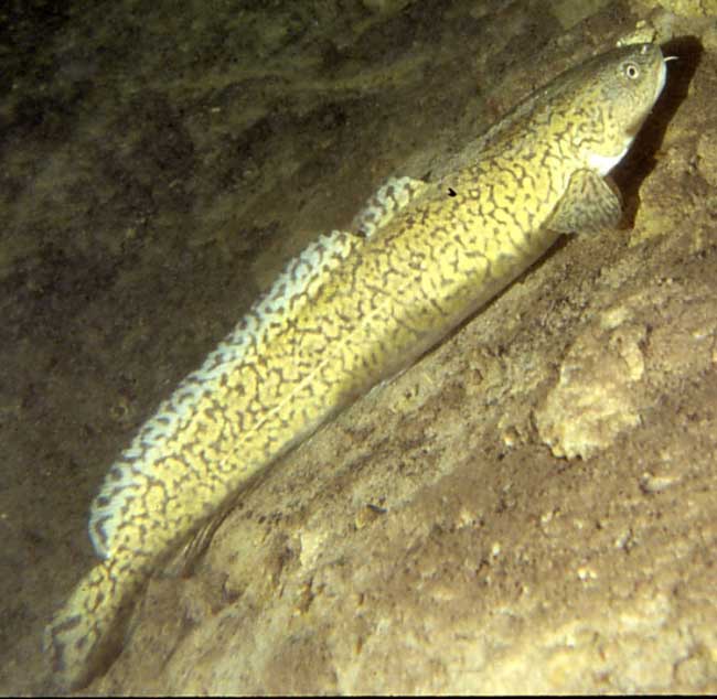 Burbot.jpg. Burbot.jpg.