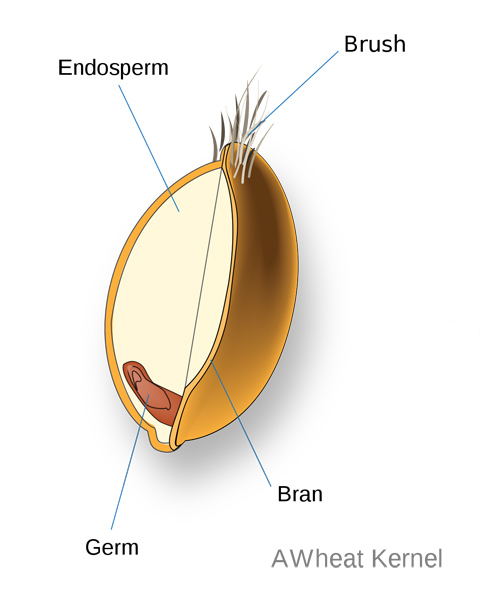 Parts of a wheat kernal.jpg. Parts of a wheat kernal.jpg.