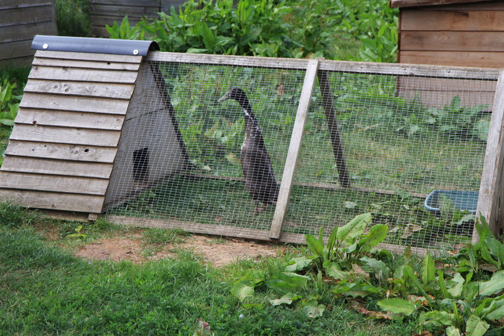 Mumbles farm Indian runner duck.jpg.