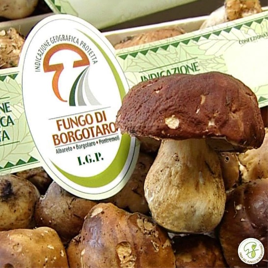 File:Fungo di Borgotaro (Borgotaro mushroom).jpg