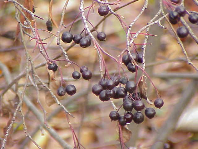 Chokeberries.jpg. Chokeberries.jpg.