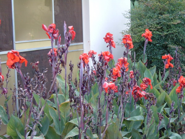 Canna lily.jpg.