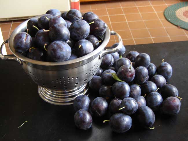 Damsons.jpg.