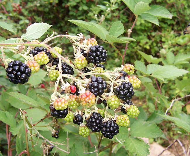 Blackberries.jpg.
