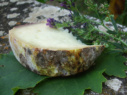 Brebis du Larzac cheese.jpg. Brebis du Larzac cheese.jpg.