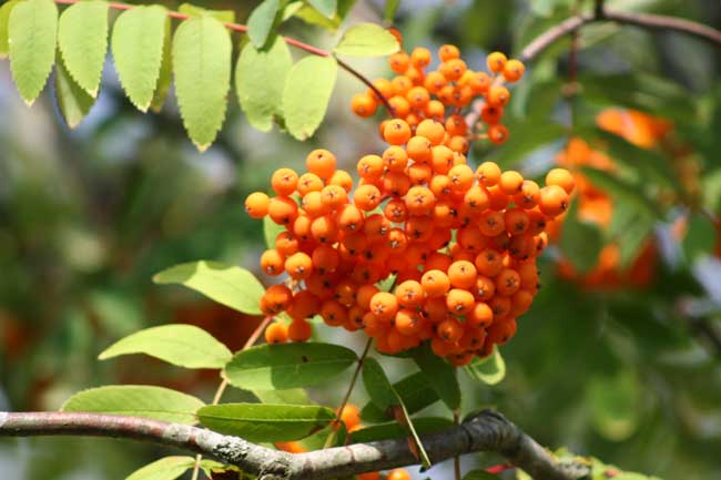Rowan berries.jpg.