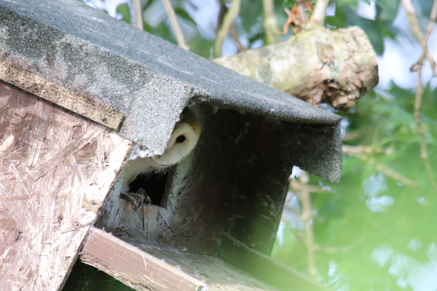 Shy Barn Owl in our owl box.jpg.