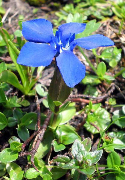 Gentian.jpg. Gentian.jpg.