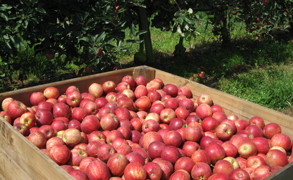 Maçã de Alcobaça.jpg.
