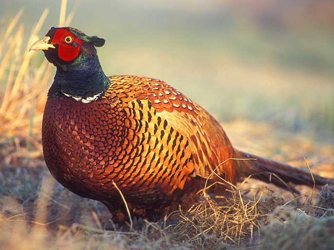 Pheasant.jpg. Pheasant.jpg.
