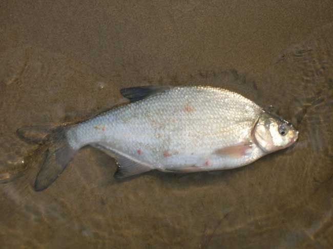 Carp bream.jpg.