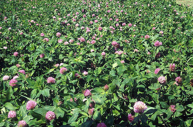 Red clover.jpg. Red clover.jpg.