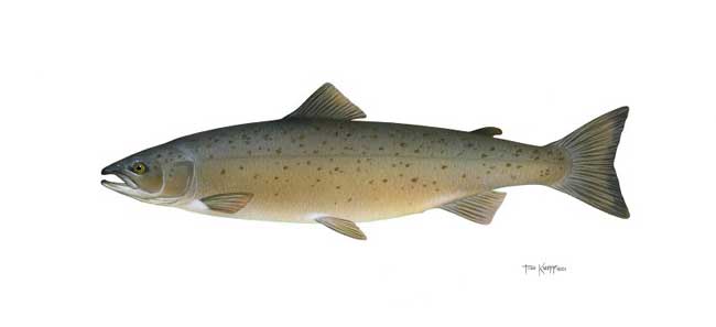 Atlantic salmon.jpg.