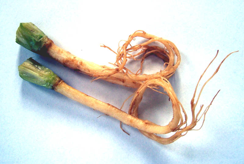 Coriander roots.jpg.