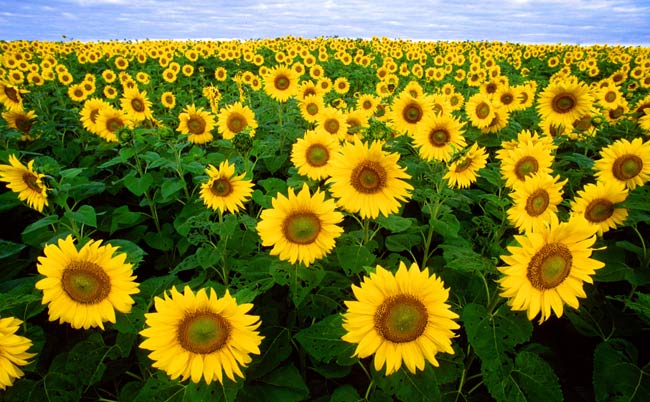 Sunflower.jpg.