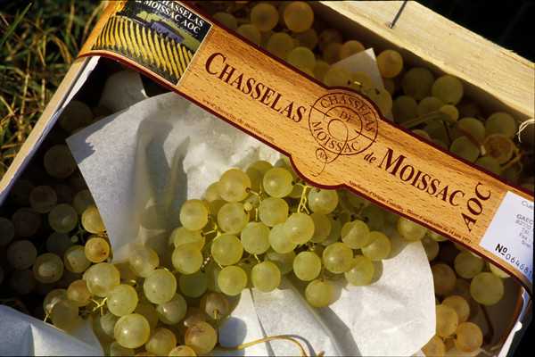 Chasselas de Moissac.jpg.