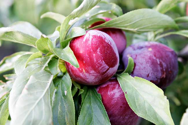 Plums.jpg. Plums.jpg.