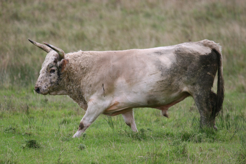 Rare Chillingham cattle.jpg.