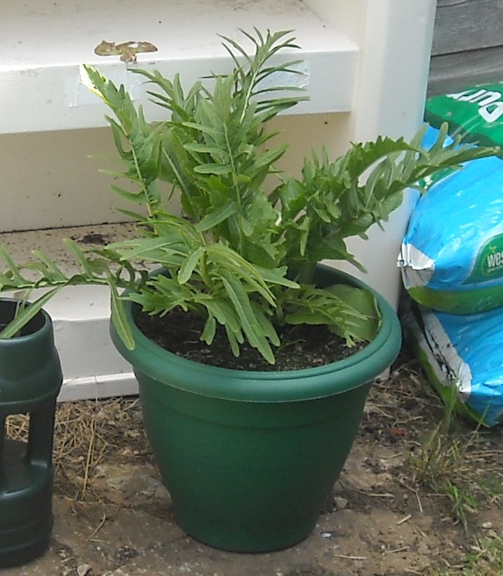 Horseradish or Aconite.JPG.
