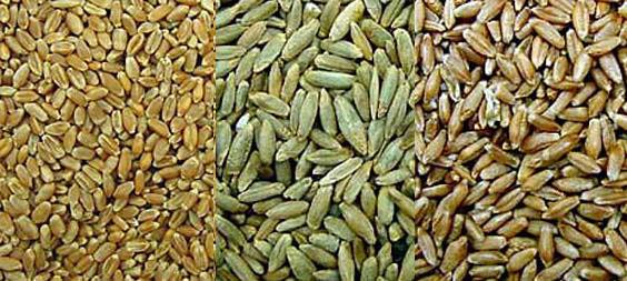 Wheat rye and Triticale.jpg.
