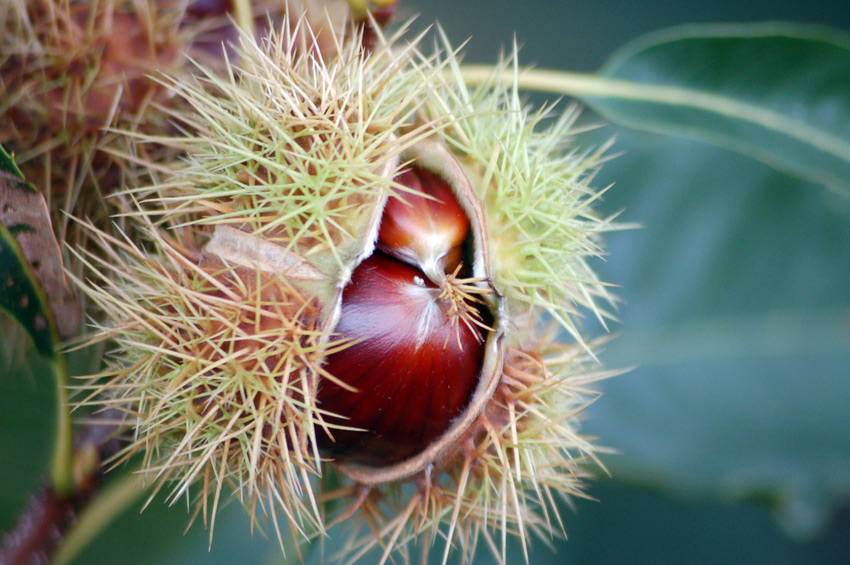 Sweet chestnuts.jpg.