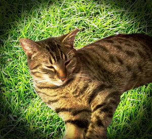 Sleepy spotty cat.jpg.