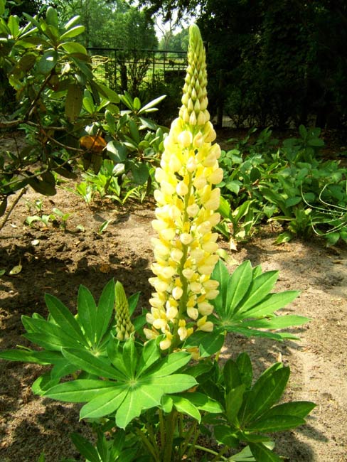 Ornamental lupin.jpg.