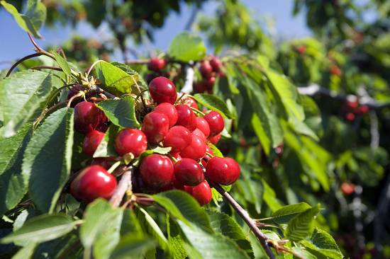 Cerezas de la Montana de Alicante.jpg.