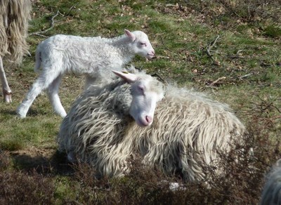 Diepholzer moorschnucke (Diepholz lamb).jpg. Diepholzer moorschnucke (Diepholz lamb).jpg.