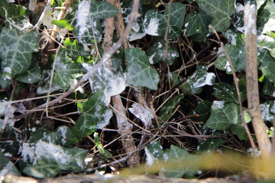 White scat from barn owls.jpg. White scat from barn owls.jpg.